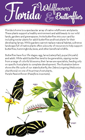 Florida Wildflowers and Butterflies brochure